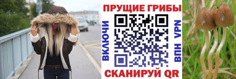 Купить  Малая Вишера  Галлюциногенные грибы мухоморы 
